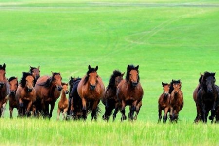 МАЛ ТООЛЛОГО УЛС ОРОН ДАЯАР МАРГААШ ЭХЭЛНЭ