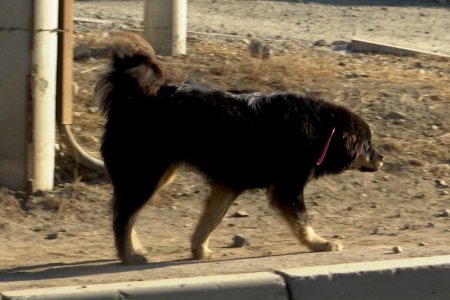 Эзэнтэй нохой, муурын үржлийг зогсоох замаар эзэнгүй нохой, муурын тоог багасгана