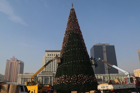 Төв талбайн сүлд модыг чимэглэх ажил энэ сарын 15-нд дуусна