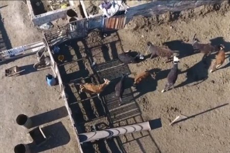Сонгинохайрхан дүүрэгт шүлхий өвчний шинж тэмдэг илэрчээ
