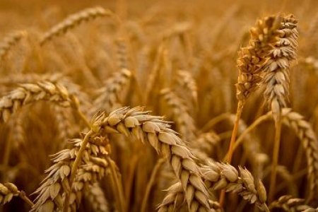 2019 оны ургацын урьдчилсан балансын танилцуулга