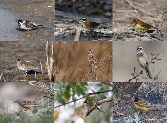 Bird watching tour to far eastern Mongolian steppe