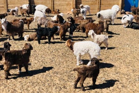 Улсын хэмжээнд 2.2 сая төл хүлээн авч, төл бойжилт 98.4 хувьтай байна