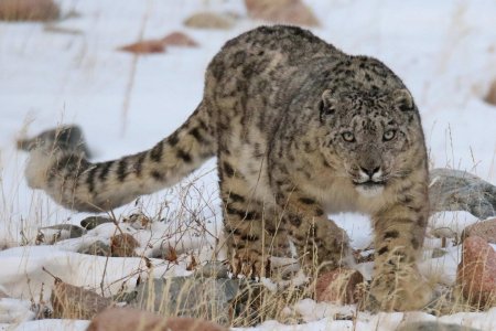 Snow Leopard Photography Tour went successful