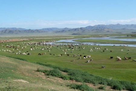 Бэлчээрийн тухай бие даасан хуультай болох шаардлагатай байна