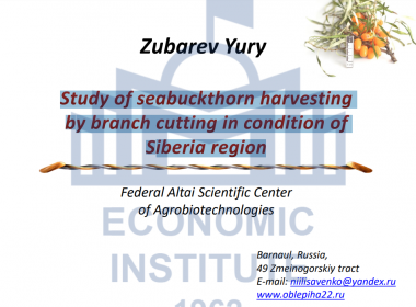 Study of seabuckthorn harvesting by branch cutting in condition of Siberia region