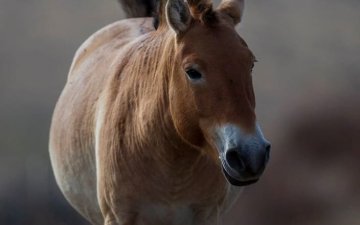 Przewalski’s horse: The last and the only species of wild horse in the World