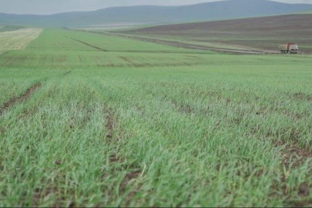 Төлөвлөсний дагуу хаврын тариалалтыг 15-20 хувь нэмэгдүүллээ