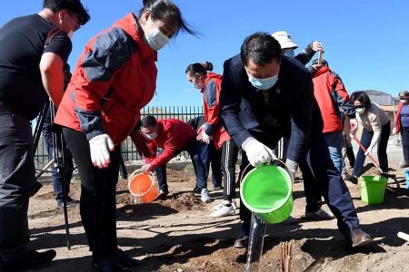 Нийслэлийн 5000 өрхийн хашаанд мод тарина