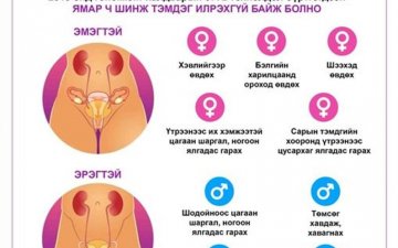 БЭЛГИЙН ЗАМААР ДАМЖИХ ХАЛДВАР