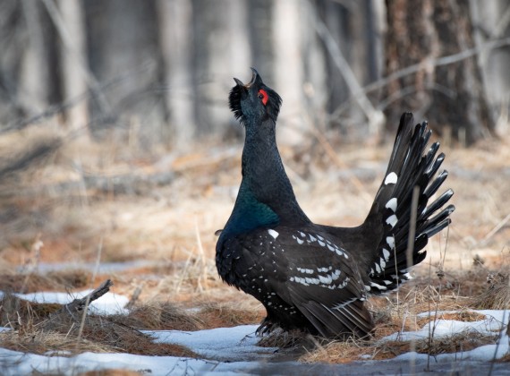 Classic birding tour of Mongolia: Gobi desert, steppe lakes and Taiga