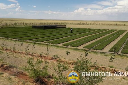 Өмнөговь аймаг таримал ойн сангаар улсдаа тэргүүлдэг