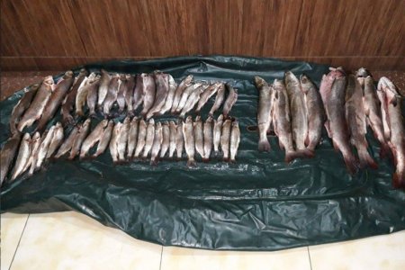 74 ширхэг Сазан загас барьсан хэргийг илрүүлжээ