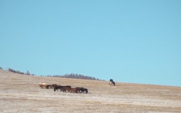 Монгол улсад байгалийн гамшигт үзэгдэл 1996-2010 оны хооронд жилд дунджаар 2400 орчим бүртгэгддэг байжээ