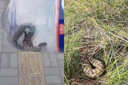 Бамбай хоншоорт могойд хазуулахаас сэргийлэх ЗӨВЛӨМЖ
