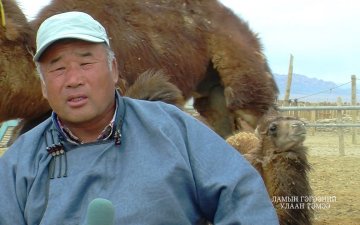 'Lamiin gegeenii ulaan' breed camel/Ламын гэгээний улаан тэмээ