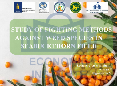 STUDY OF FIGHTING METHODS AGAINST WEED SPECIES IN SEABUCKTHORN FIELD