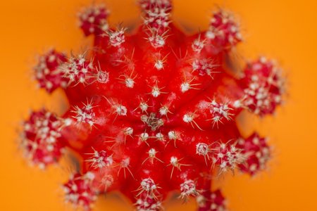 Эмчилгээ хийлгээгүй тохиолдолд үхэлд хүргэдэг вирус