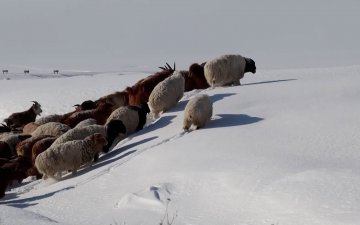 Энэ жил сүүлийн 10-20 жилийн хугацаанд тохиолдоогүй зудын нөхцөл байдалтай байна
