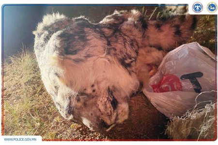 Нэн ховор амьтан хууль бусаар агнасан хэргийг илрүүлжээ