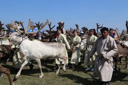 339 цаатан баруун, зүүн тайгад амьдарч 2396 цаа маллаж байна