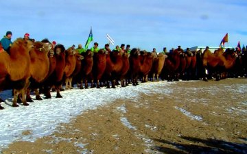 Camel in Mongolian Gobi/