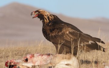 2022 Winter birding blog