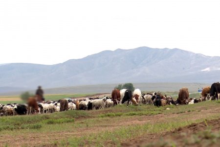 Хөдөө орон нутгийн хэмжээнд огт гэрлээгүй залуу малчдын 87 хувийг нь эрчүүд эзэлж  байна
