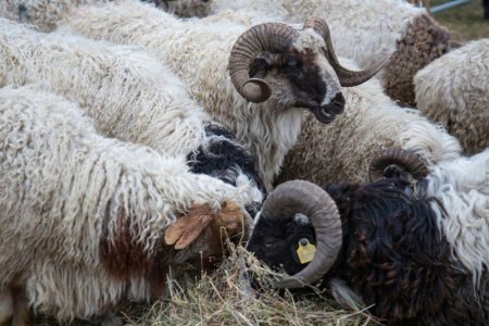 “Шилмэл мал-2019” үзэсгэлэн худалдаа зохион байгуулж байна