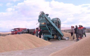 2023 онд 369 мянган га талбайд улаанбуудай тариална