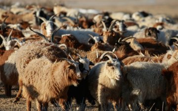 Ял, шийтгэл чангарсан ч малын хулгай буурахгүй байна гэж малчид үзэж байна.