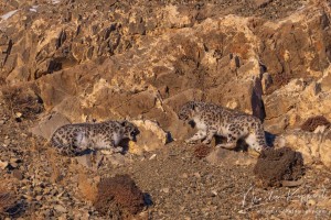 Snow leopard photography winter tour, Mongolia