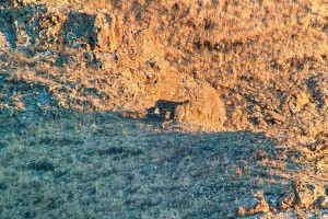 Snow leopard, Pallas’ cat and autumn bird migration watching tour with STARLING Reizen.