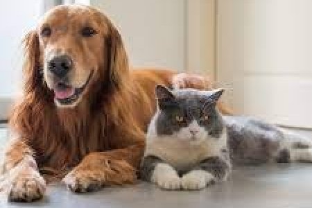 Гэрийн тэжээвэр амьтны тухай хуулийг УИХ-ын даргад өргөн барилаа