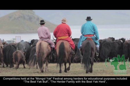 Trailer on Mongol yak Festival/Монгол сарлаг фестивалийн талаарх трэйлер