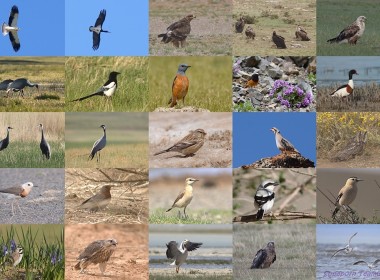 Gobi desert and Steppe lakes birding tour with a group from Thailand.