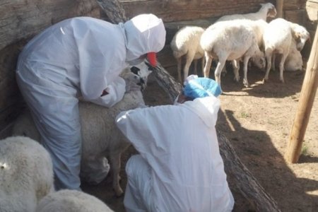 Архангай аймагт хониноос шүлхий өвчин илэрчээ