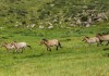 Exploring World Heritage Site “Orkhon Valley”