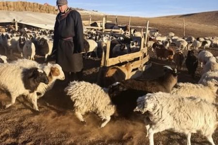 МАЛ, ТЭЖЭЭВЭР АМЬТДЫН ТООЛЛОГО - 2025