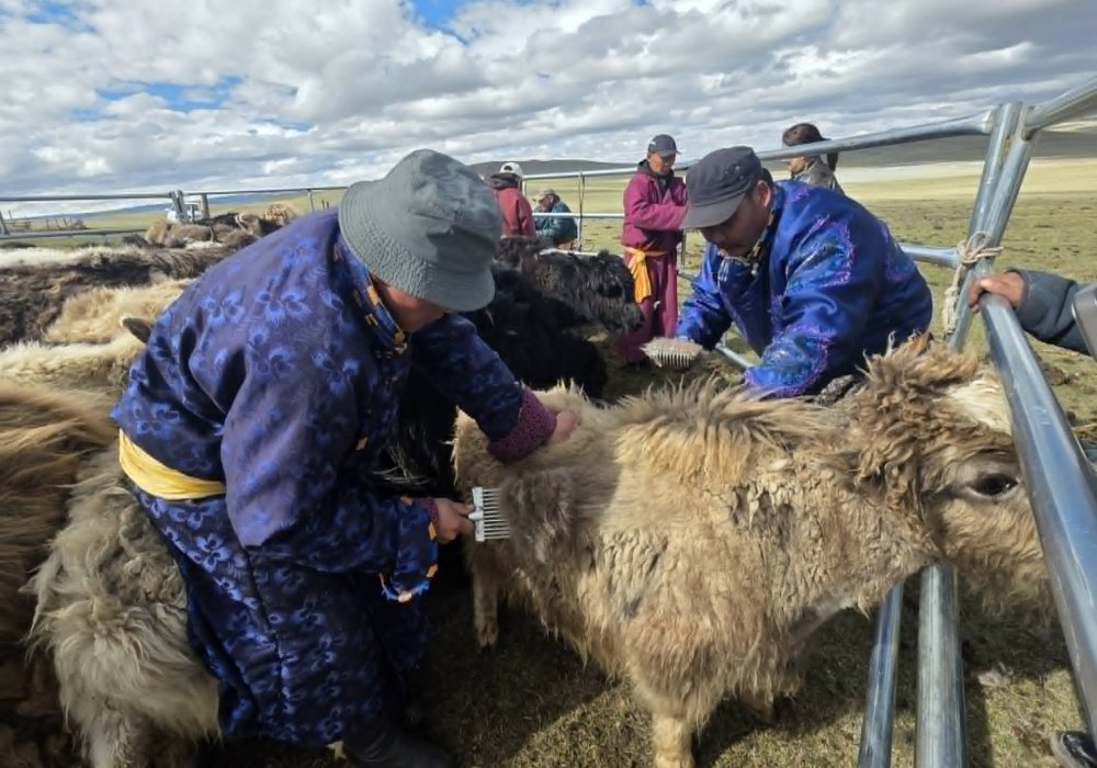 Practical Trainings on Yak Down and Camel Wool Preparation Are Being Organized to Increase Quality and Market Value