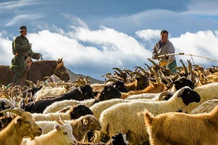 “How to set livestock tax” - an online survey was conducted among herders