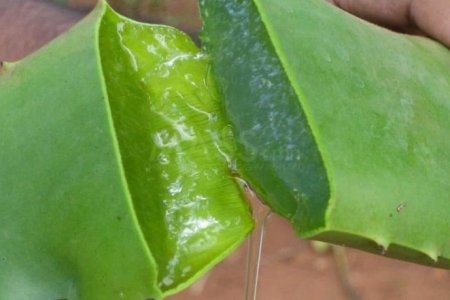 Зуун наст буюу алоэ