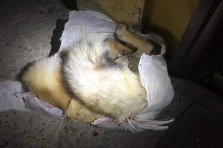 ЗӨВШӨӨРӨЛГҮЙ ҮНЭГ АГНАН ТЭЭВЭРЛЭЖ ЯВСАН ЗӨРЧИЛД ШИЙТГЭЛ НООГДУУЛЛАА