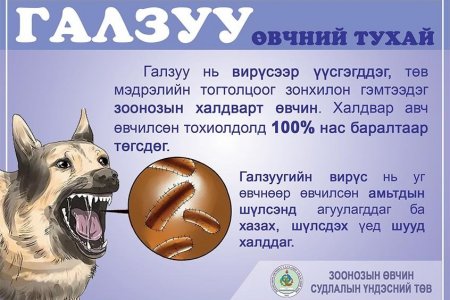 Галзуу өвчнөөс сэргийлье