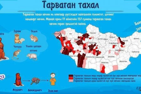 Тарваган тахлын эсрэг 10 хоног