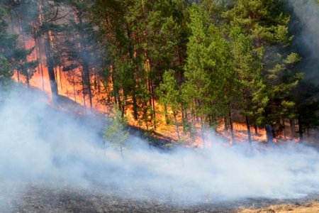 Сибирийн түймэр Монголд орж ирээгүй