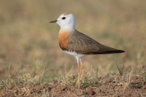 Mongolia Birding Tour