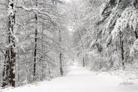 Уулаараа нойтон цас орно