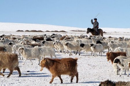 How is the wintering condition in Mongolia?