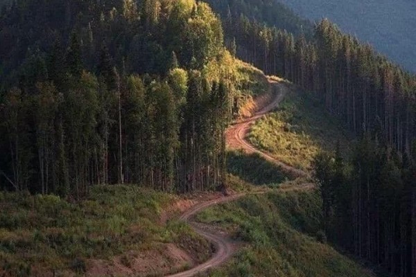 Тайгын аялал